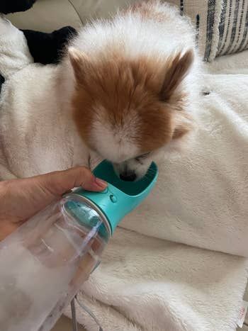 A reviewer using the one-button release feature to dispense water to their dog from the portable bottle