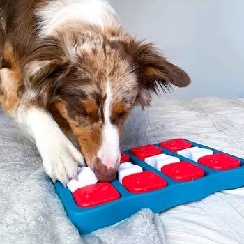 A close-up view of a dog using the interactive puzzle tray, with treats visible inside