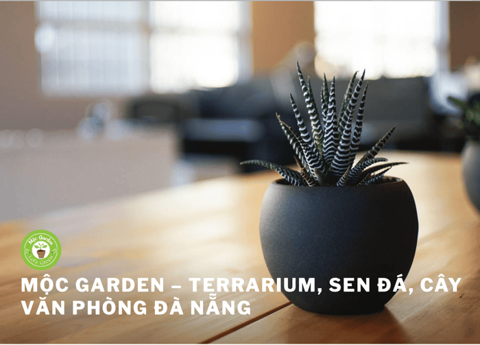 cây cảnh tại Đà Nẵng