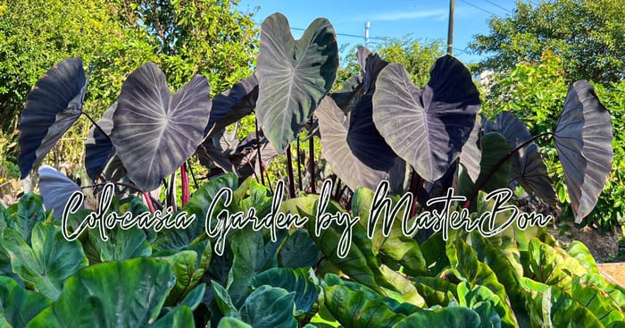 Vườn Colocasia MasterBon