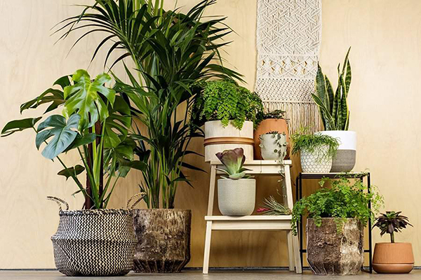 Cây Cảnh Điền Xá
