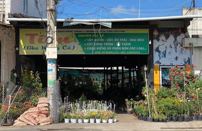 Cây cảnh Tiên Trà Vinh