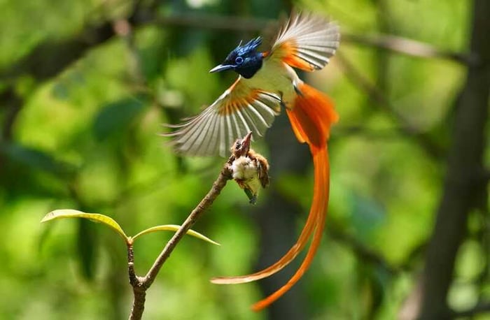 Chim Cảnh Tại Gia Lai