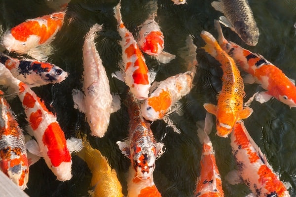 Bắp Koi Farm