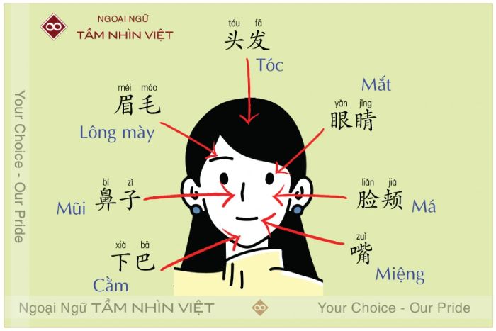 Từ vựng tiếng Trung liên quan đến các bộ phận trên khuôn mặt