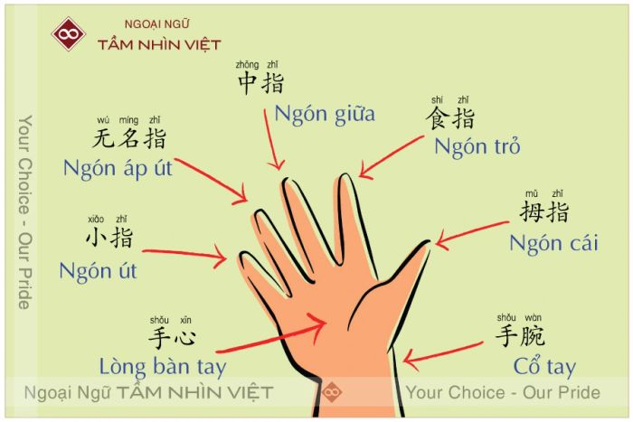 Các phần của cơ thể trong tiếng Trung