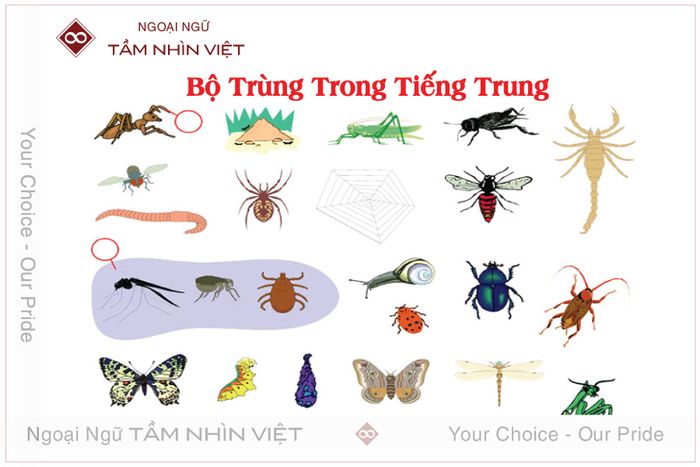 bộ thủ con trùng trong tiếng hoa