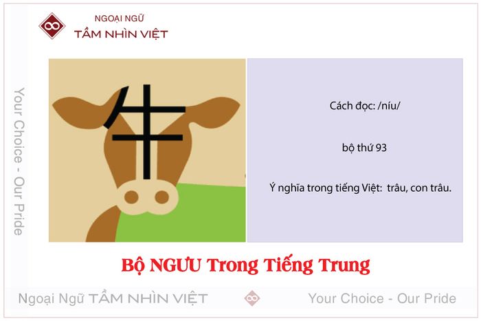 Bộ Súc trong tiếng Trung là gì? 