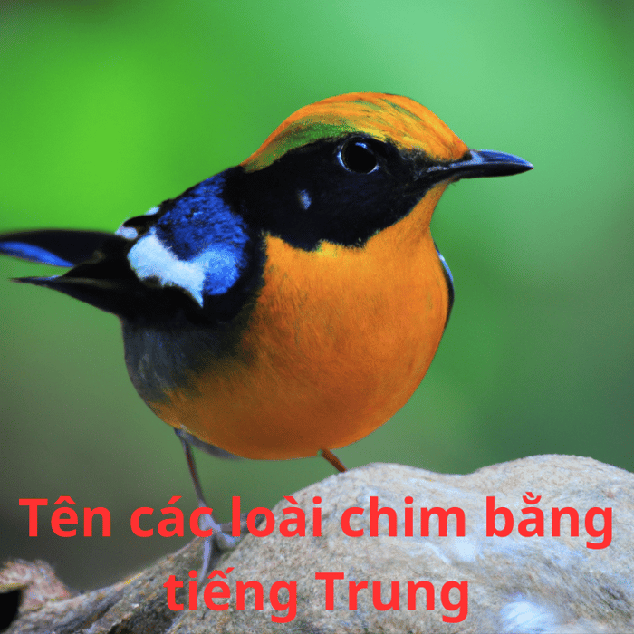 Danh sách tên các loài chim bằng tiếng Trung