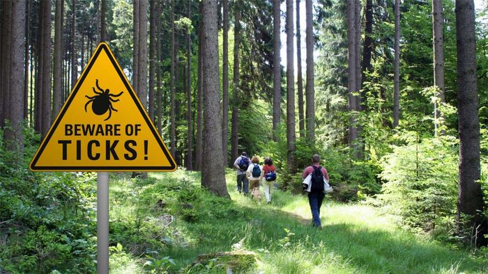 Key Facts About Lyme Disease as Cases Continue to Rise