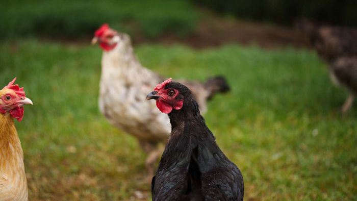 A small farm in Ontario, Canada, raising heritage chickens.