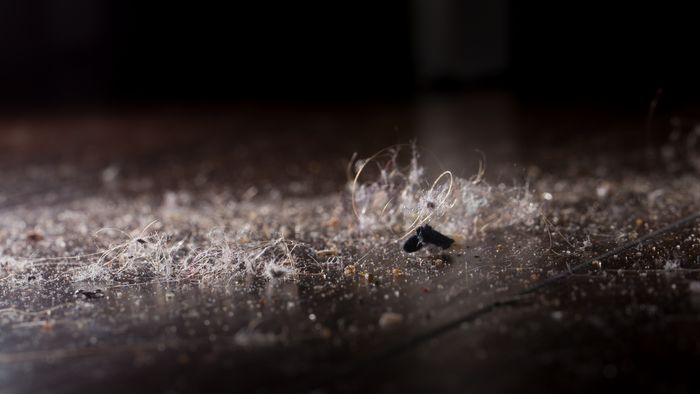 Hair, dust, and dirt accumulate easily on dark floors.