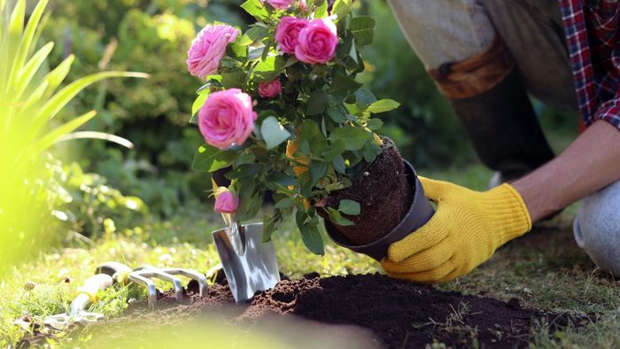woman working in the garden