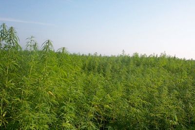 800Px-Industrialhemp.JPG