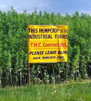 Hemp-Crop-Photo.JPG