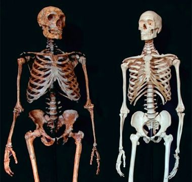 Neanderthal