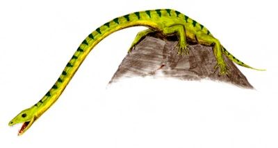 Tanystropheus
