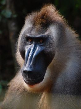 Drill-Monkey