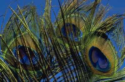 Peacock-Feathers-Michael-Mogensen