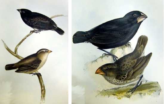 Galapagos20Finches