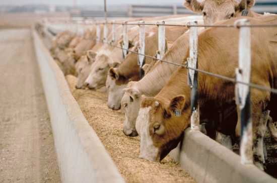 Feedlot-Cattle