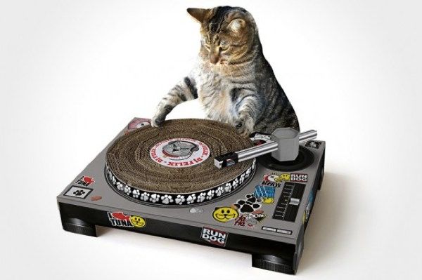 Cat DJ