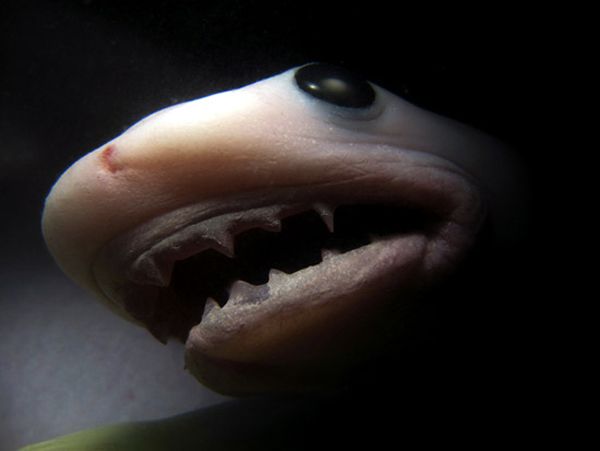 Baby-Shark-Inside-Womb-11