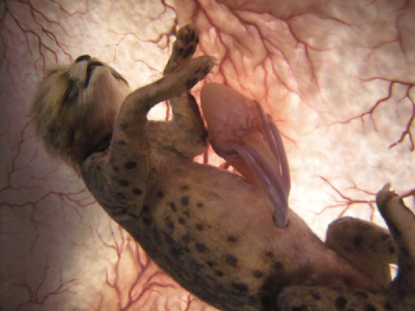 Cheetah-Fetus