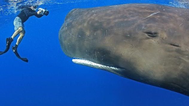 581444-Sperm-Whale