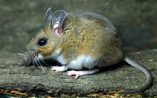 Mousewhitefootedjuv02