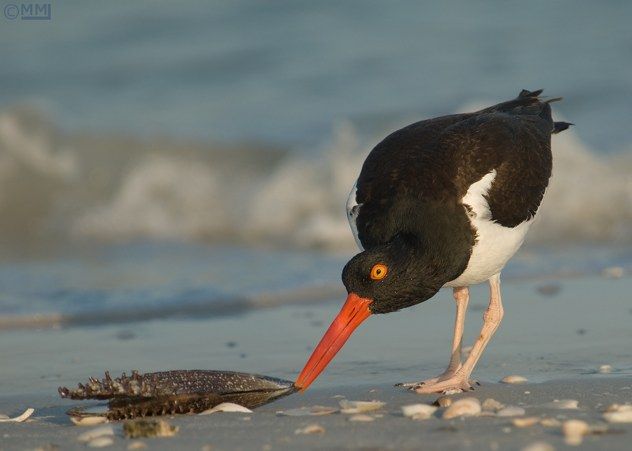American-Oystercatcher-Shell-Mia-Mcpherson-6248