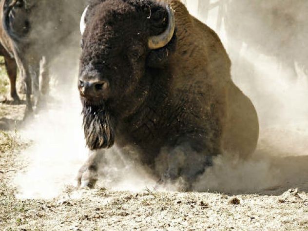 Bison