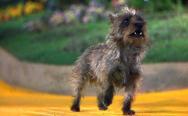 Toto, the beloved dog in the film, was actually a female Cairn terrier named Terry. Like many other actors on set, Terry suffered an injury during filming when one of the witch’s guards accidentally stepped on her and broke her foot. Judy Garland grew fond of the dog while they were working together and pleaded with Terry's trainer, Carl Spitz, to let her adopt Terry as a pet, but Spitz declined. Terry had a successful career, appearing in 15 films over the years.
