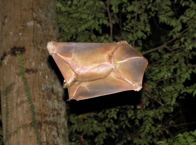 Colugo3