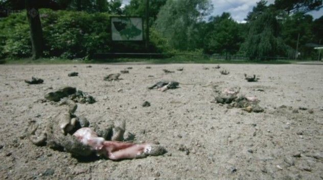 exploded toad