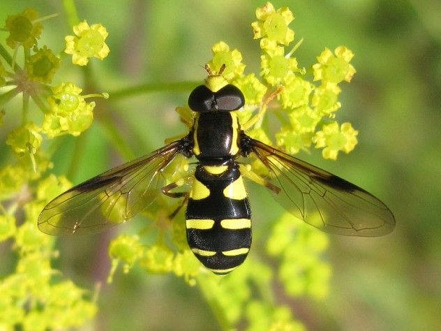 hoverfly