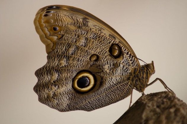 owl butterfly