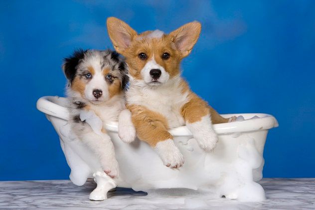 dog wash