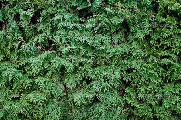 Fir tree needles texture