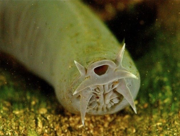hagfish