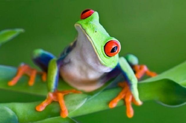 Amphib