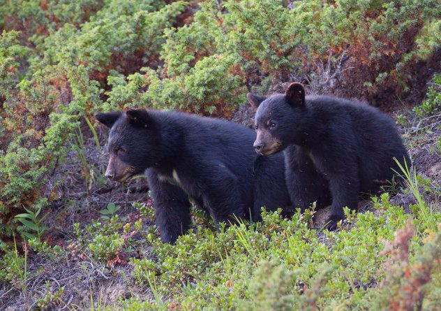 Bears