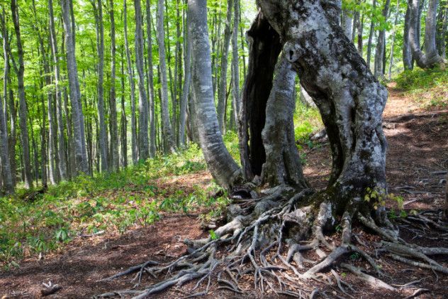 10. Roots