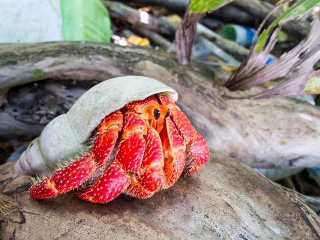 Cannibal Hermit Crab