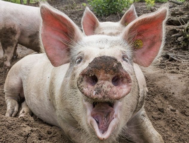 Swine