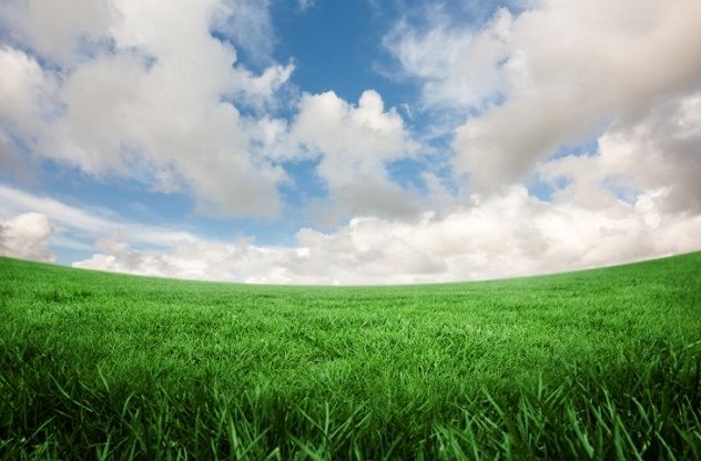 Lush green field beneath a clear blue sky