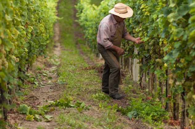 Italian Farmer