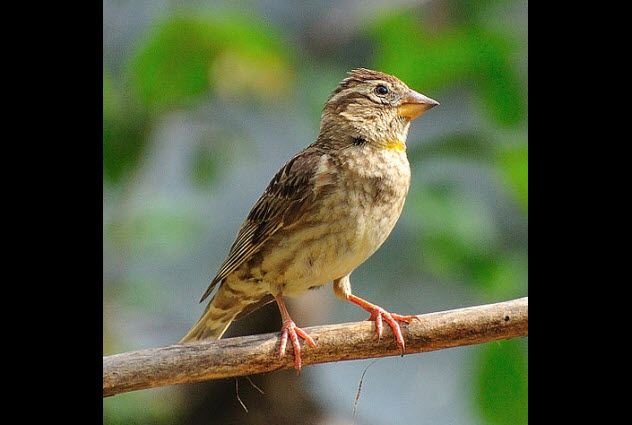 1-rock-sparrow