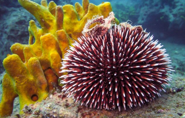 2-sea-urchin_000079580599_Small