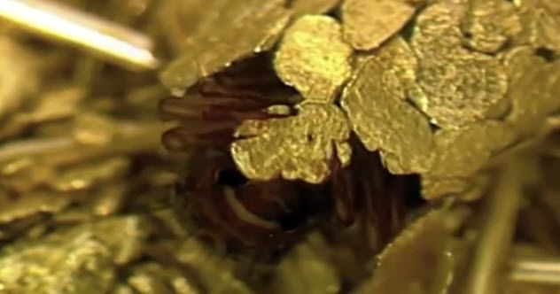 5-caddis-fly-gold